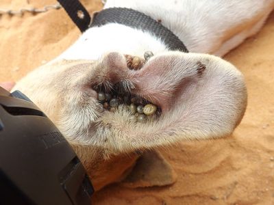 Zeckenmittel Hund Ratgeber (1)