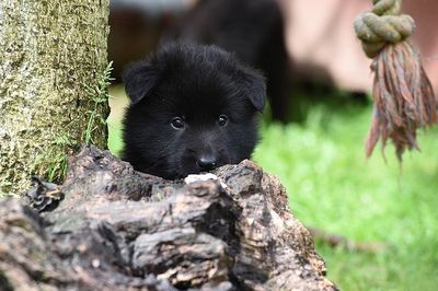 Zeckenmittel Hund Testsieger
