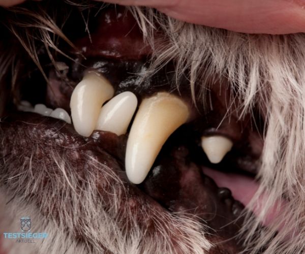 Dentalspray fuer Hunde Testsieger