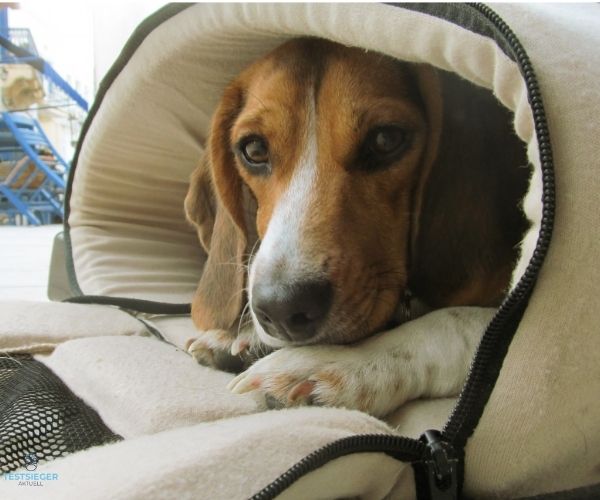 Faltbare-Hundebox Testsieger