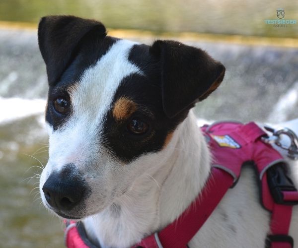 Hunde-Panikgeschirr Testsieger