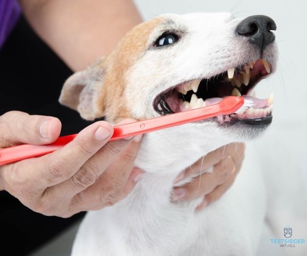 Hunde-Zahnpflege Testsieger