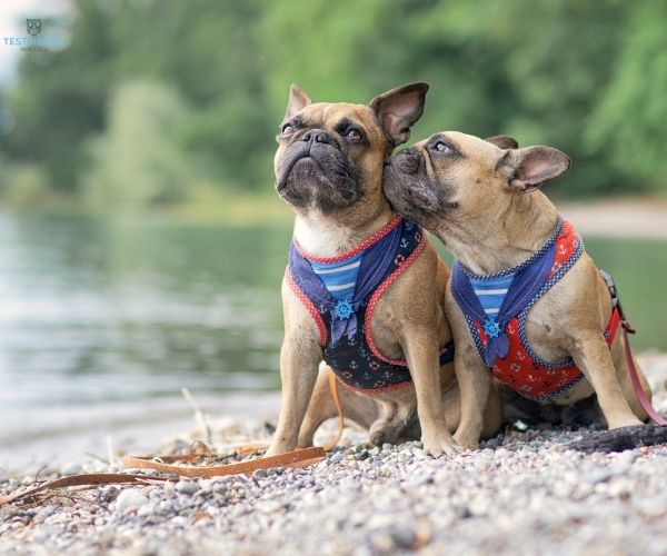 Hundegeschirr Testsieger